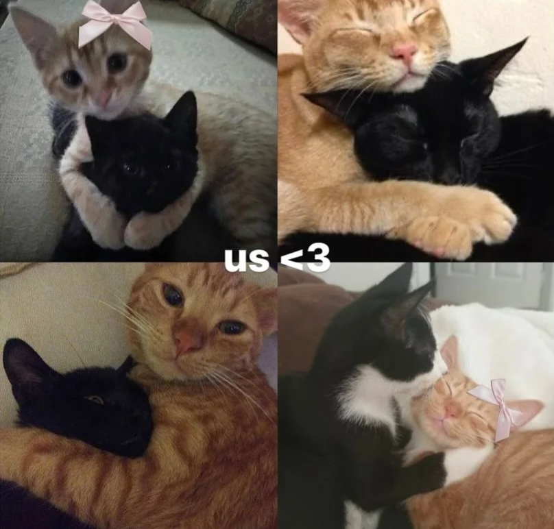 Post by Daily Cat Posts on X: Us ? 😀