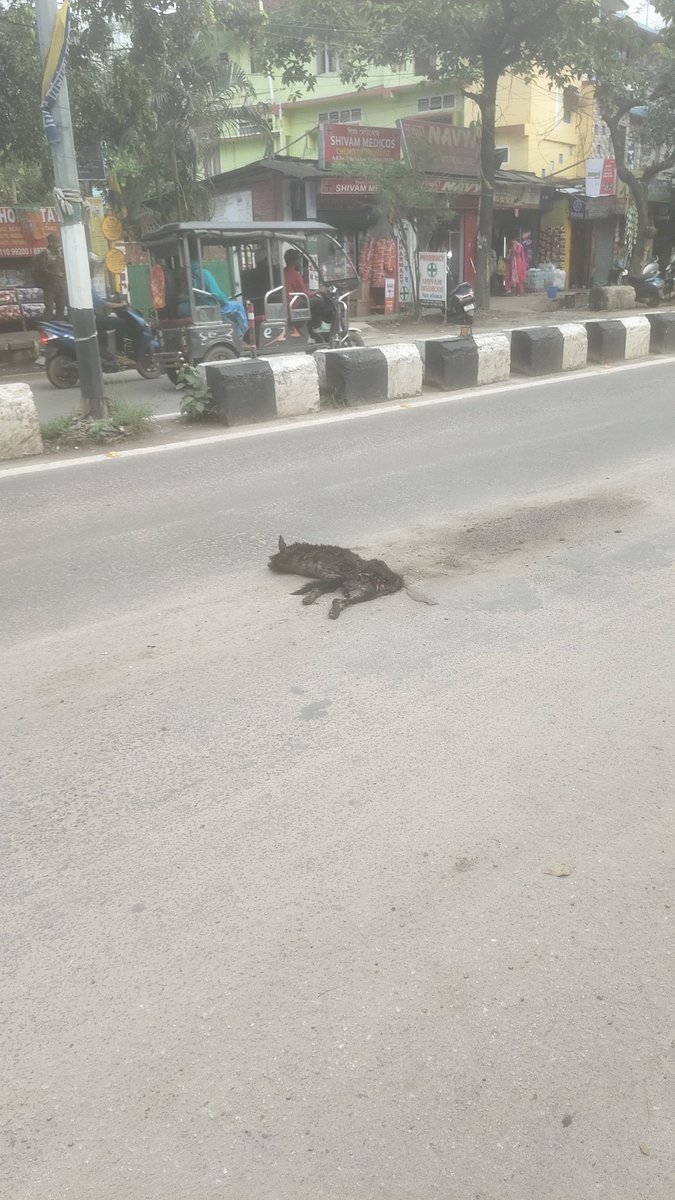 sumitinnit's tweet image. Stray dog deadbody found on baisistha chariali to Beltola tiniali road . It is my request to Guwahati municipal team to clean it . #cleanguwahati #guwahati #gmc #RoadClean #assam