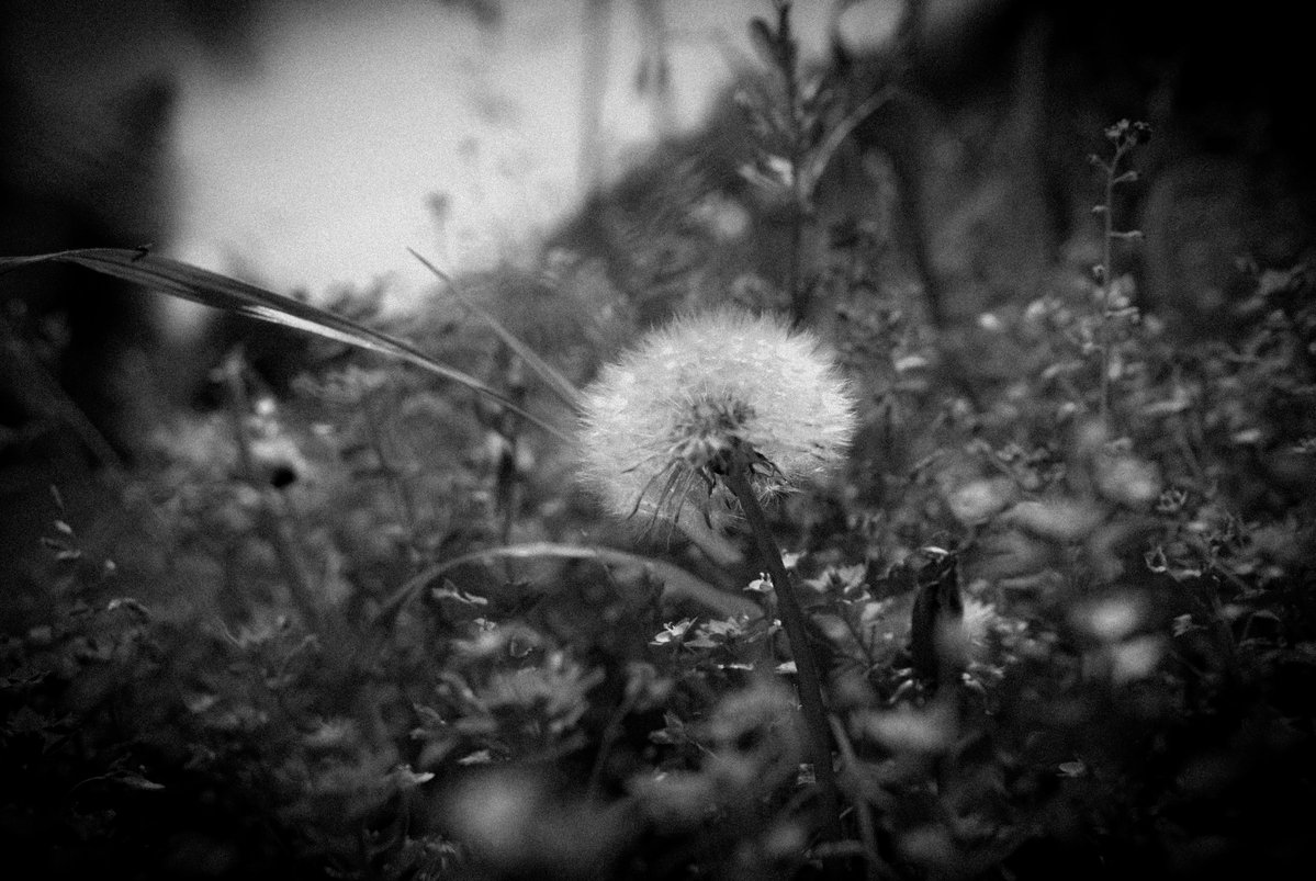 bandwikaruga's tweet image. #Blackandwhite 
#bandw
#monochrome
 #nature