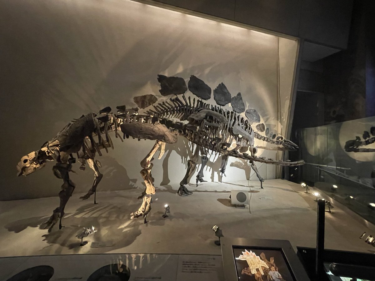 Fossil of the Day japan