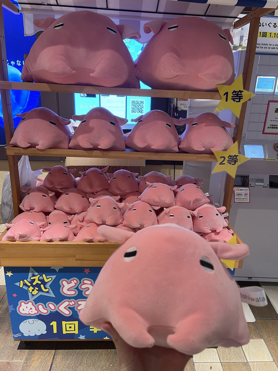 tan_sui_kabutz サンシャイン水族館で開催されていたメンダコくじで