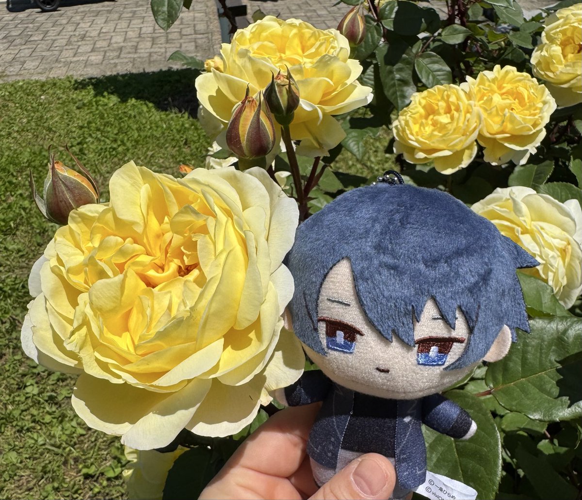 Quarz880's tweet photo. 今日一条ぬいさん連れて植物園に行ってきた🎶️
ネモフィラ、バラ、芍薬etcめちゃ綺麗だった💐️
バラ花盛りでいい香りした🥰️
#日常ひらめ https://t.co/OkwVL3VYzX