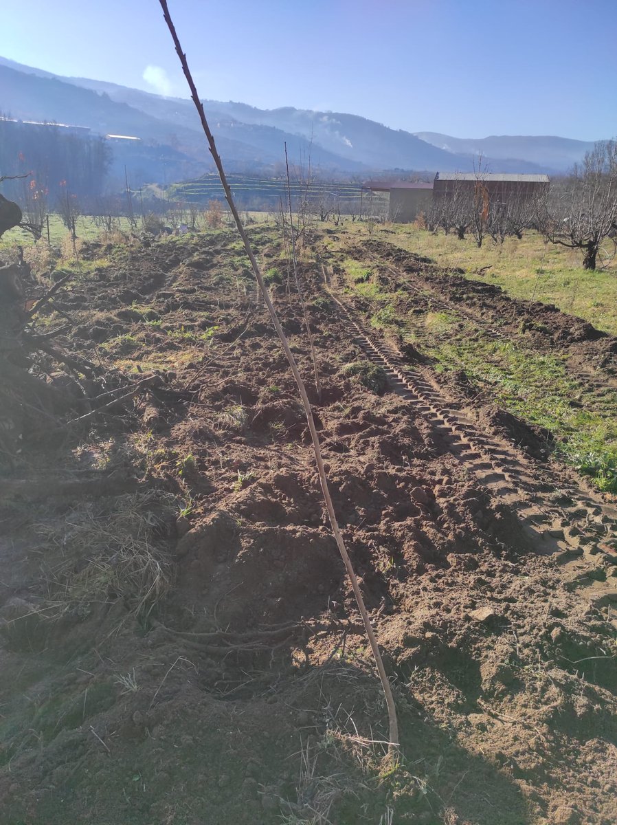 treballsolidari's tweet photo. Compromiso con el futuro: Compensamos nuestra huella de carbono.

Como acción de SC, tras el "II Congreso Ecosistema TS", financiado por @mincoturgob y EOI, hemos plantado 100 cerezos y 30 frutales en Rebollar (Cáceres) para compensar nuestras emisiones. https://t.co/C9y4JLY8OF