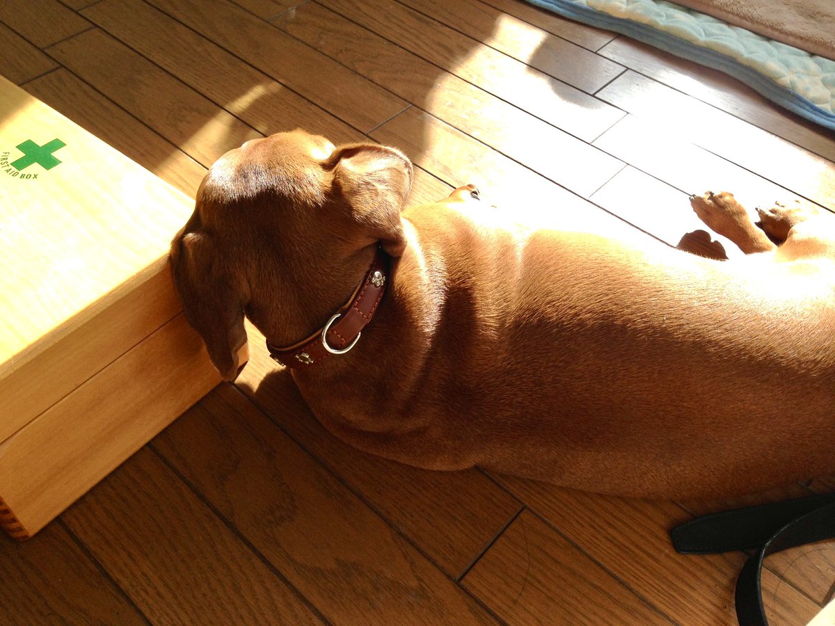 ノア tweet media