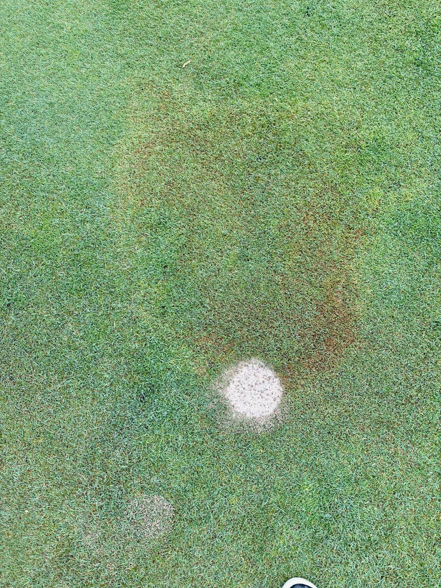 purdueturfpath's tweet photo. New Purdue turf disease report posted - https://t.co/8ejc4NHVdv. Cool down to start May; root infection observed on putting greens by soilborne pathogens; constant spring rains = surprise black layer; delayed (or no) spring green up on lawns is not always disease. https://t.co/MIRdkh5CxW