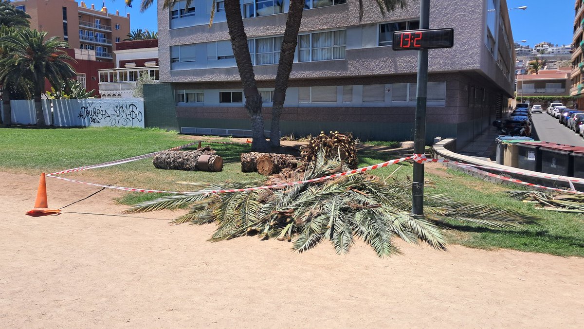 StopArboricidio's tweet photo. Parque Romano, ayer;
Otra palmera menos!

El problema es que caen palmeras canarias de gran porte y replantan palmeritas de "pa' fuera"...
#ViveroMunicipalYa!

¿No sabe aún @jardinesLPGC que las palmeras canarias no se llevan bien con el césped?
#StopPalmericidio @aytolpgc https://t.co/NSe9AsERY8