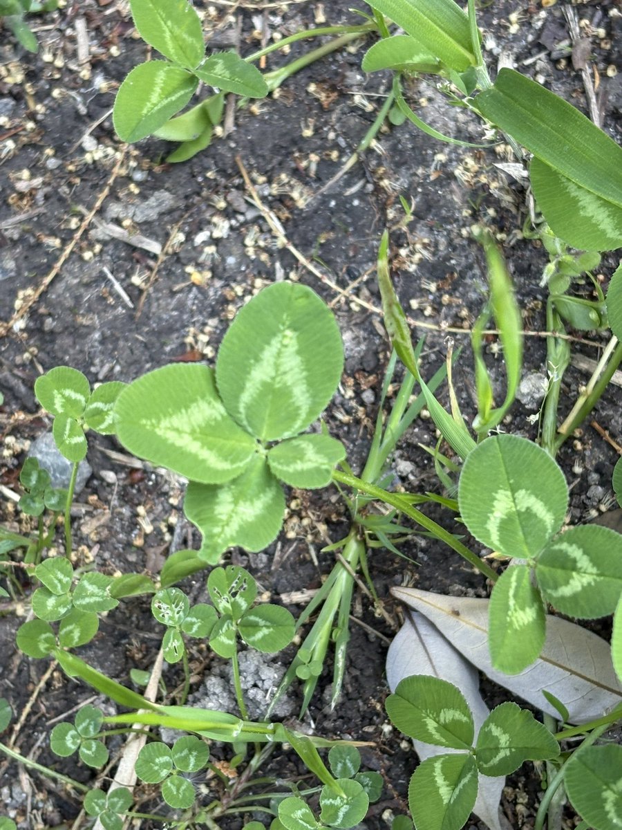 やったー‼︎
今年初めての四つ葉🍀
それもふたつ‼︎
ようやく会えたね💚💚💚💚