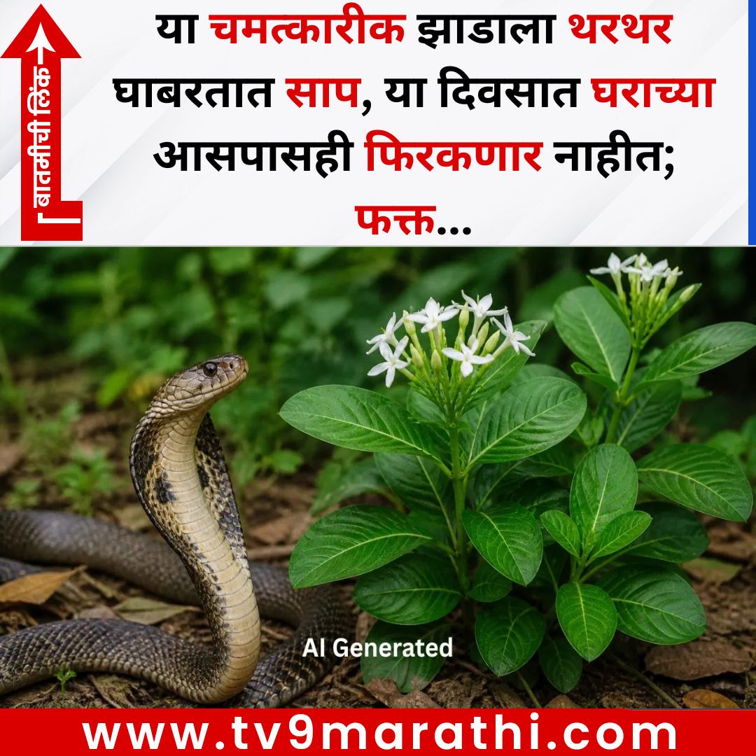 TV9Marathi's tweet image. या चमत्कारीक झाडाला थरथर घाबरतात साप, या दिवसात घराच्या आसपासही फिरकणार नाहीत; फक्त...
बातमीची लिंक - 
tv9marathi.com/lifestyle/best…
#snake #sarpagandha #vastu