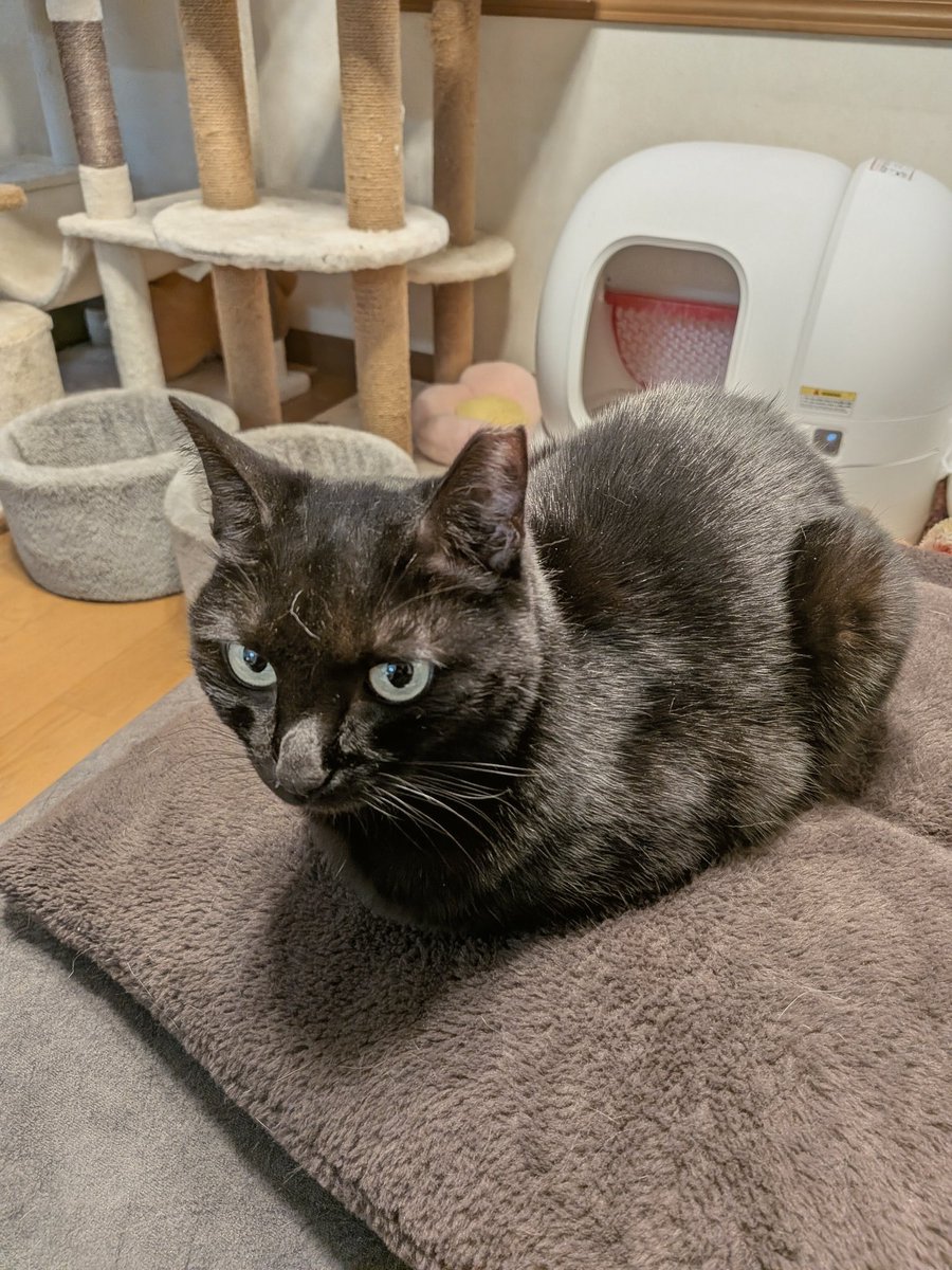kimucoro1's tweet photo. The Perfect Void Loaf
#BlackCat #VoidCat #CatLoaf #MiniPanther #HousePanther https://t.co/u293mfagaf