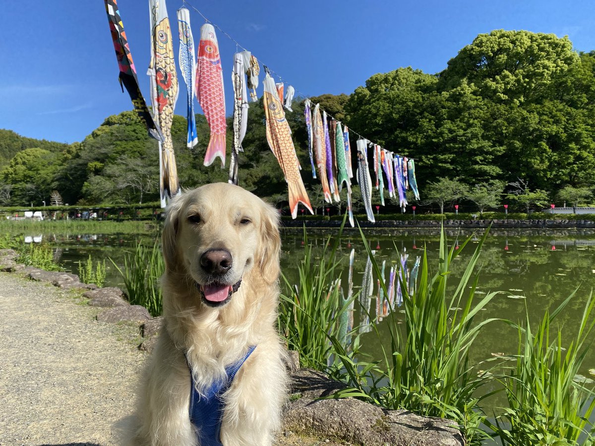 認定NPO法人シャイン・オン・キッズ tweet media