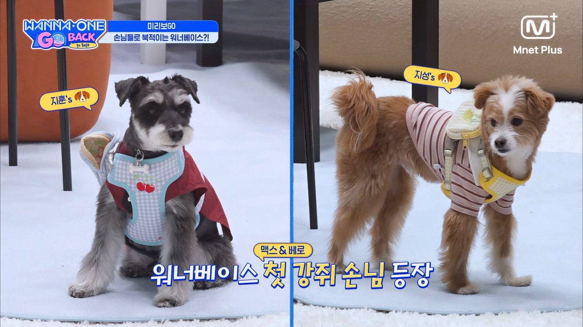 roongnergy38's tweet photo. 담주에 베로왕자님 등장🐶💕 https://t.co/tqF3g5mNya