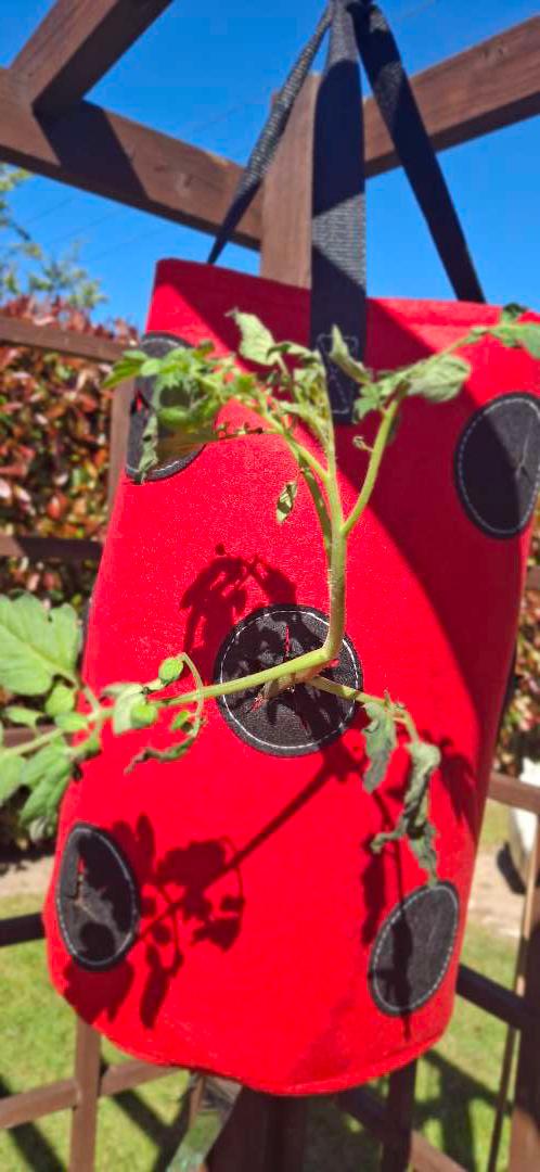 askhamvillage's tweet image. Last week, our residents enjoyed time outdoors in the Court garden ☀️

With new plants in place and time spent relaxing in the sunshine, it was a great way to make the most of the warmer weather.

#Wellbeing #OutdoorActivities #HealthAndSocialCare
