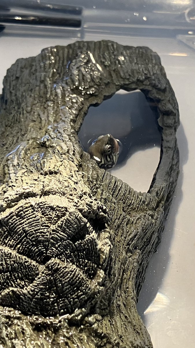 エサくれが激しくなってきて、ついに手からごはんを食べてくれるようになった花音
いつもシェルターの中でひっそりとしていて自分のごはんも同居亀に盗られそうになっている月花
全然ちがくておもしろい。はやく帰りたい
数年前は22時まで働くの普通だったんだけどな。キツくなってきたな。