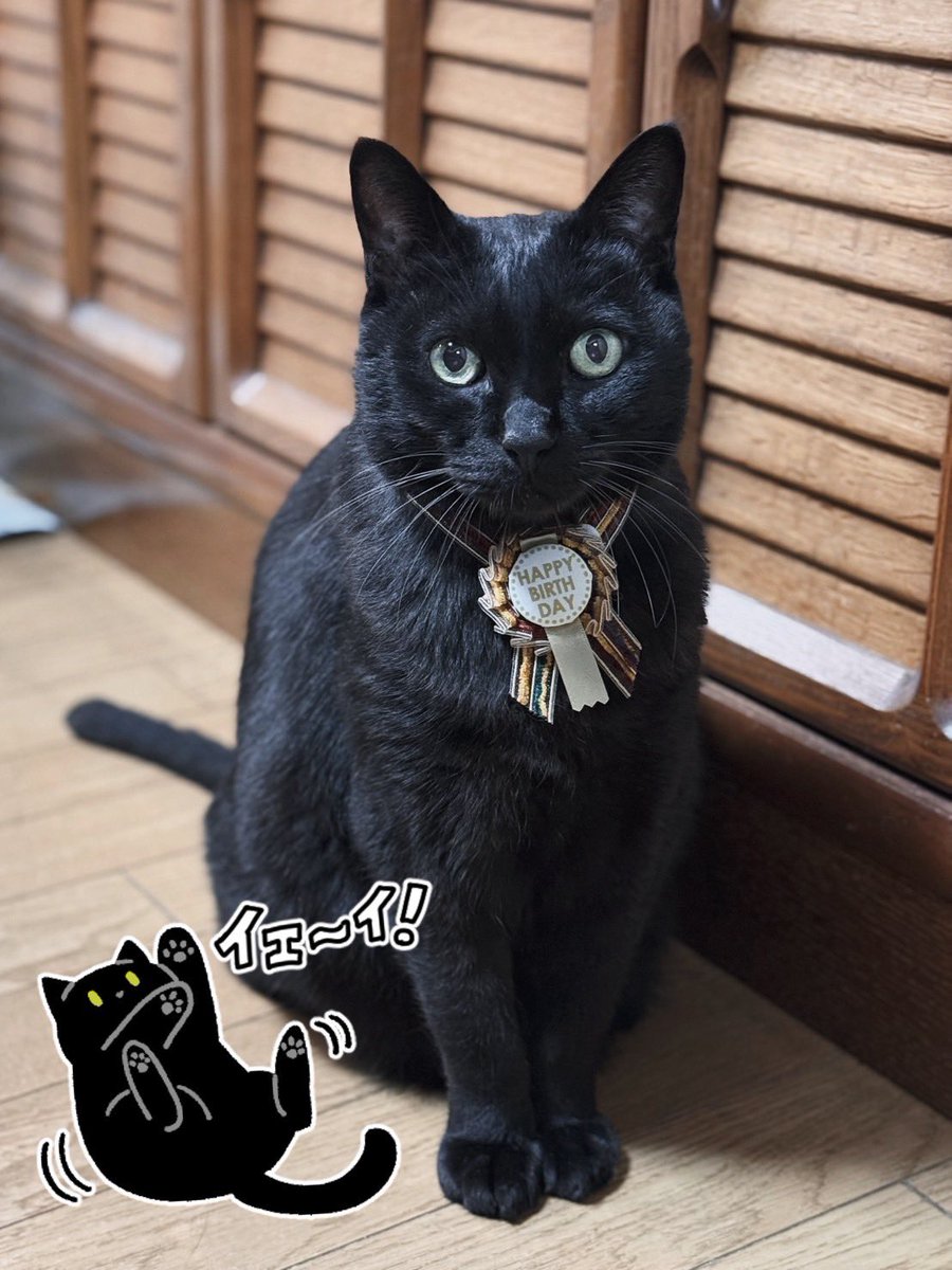 【祝】今日(5/5)はろんさん12さいのお誕生日です🎂おめでとう👏
ろんさんのこれからの猫生も穏やかで楽しく幸せでありますように