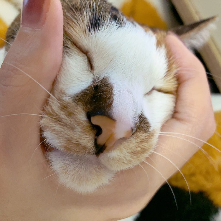 飼い主の「ゴロゴロいうてますやん」のゴに、ごはんのごを感じとってなお一層ゴロゴロいう猫ちゃん。