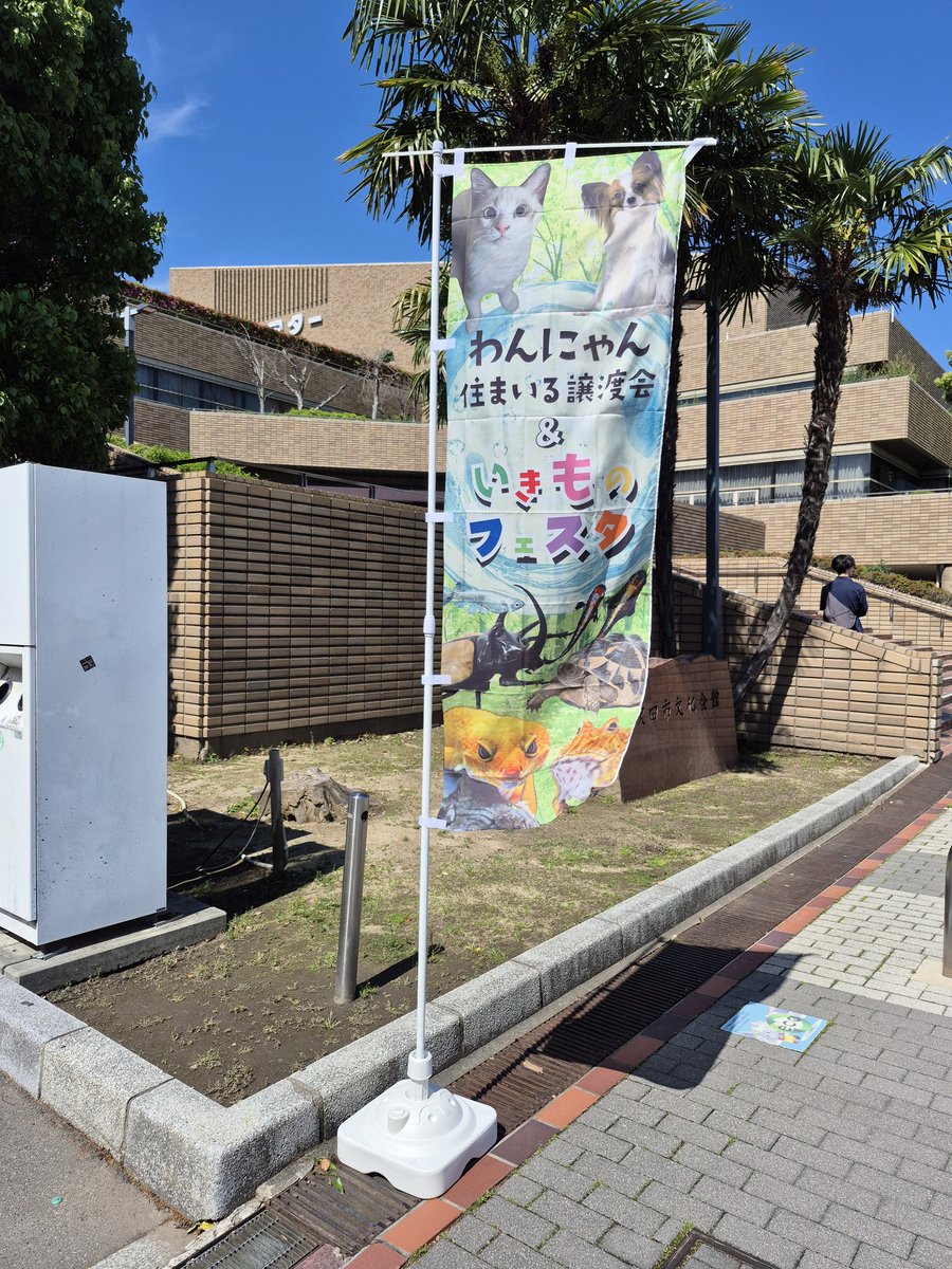 きゃぷちゅーど tweet media