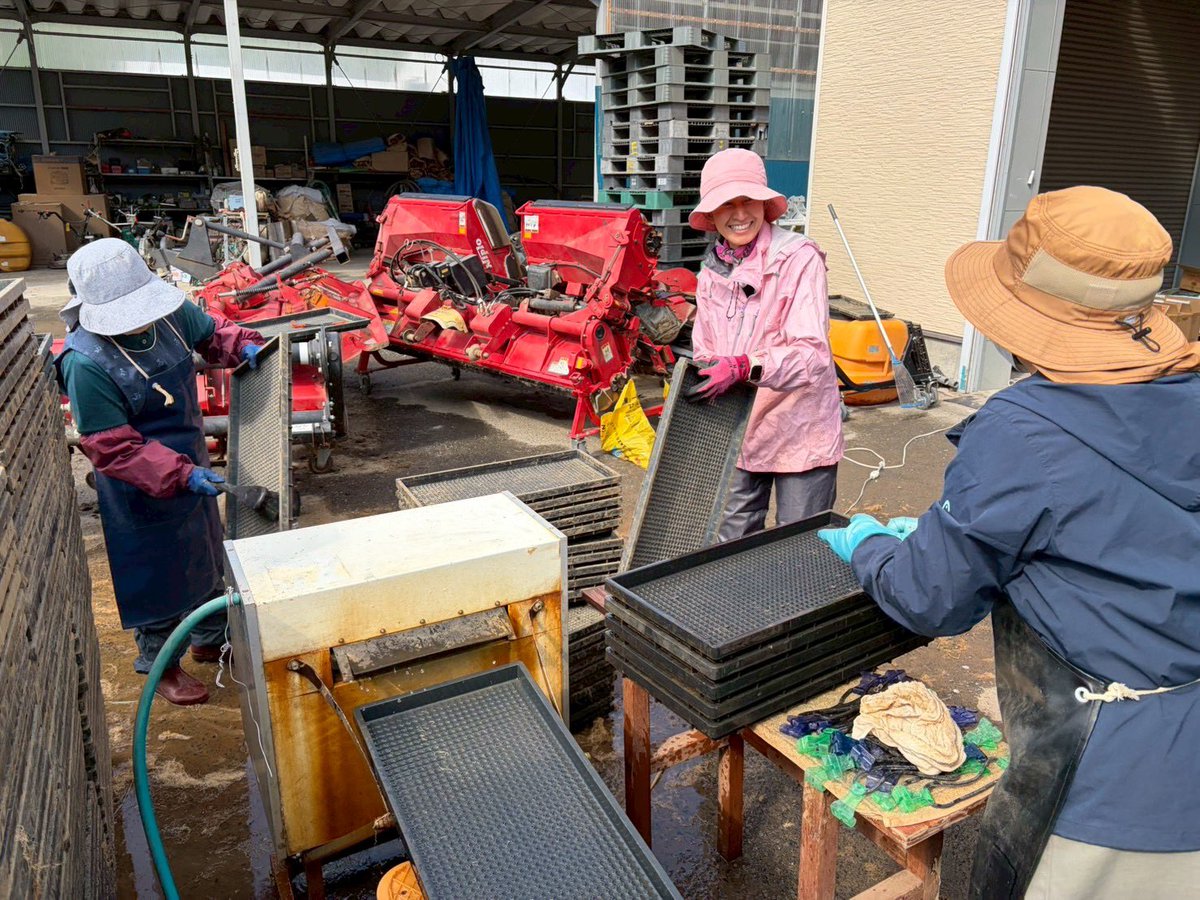 掛軸 映雪 農耕四季 共箱 農業 時代 稲作 B-1 今年も田植えのお手伝いに🌱 風が少しは収まってくれた事もあって
