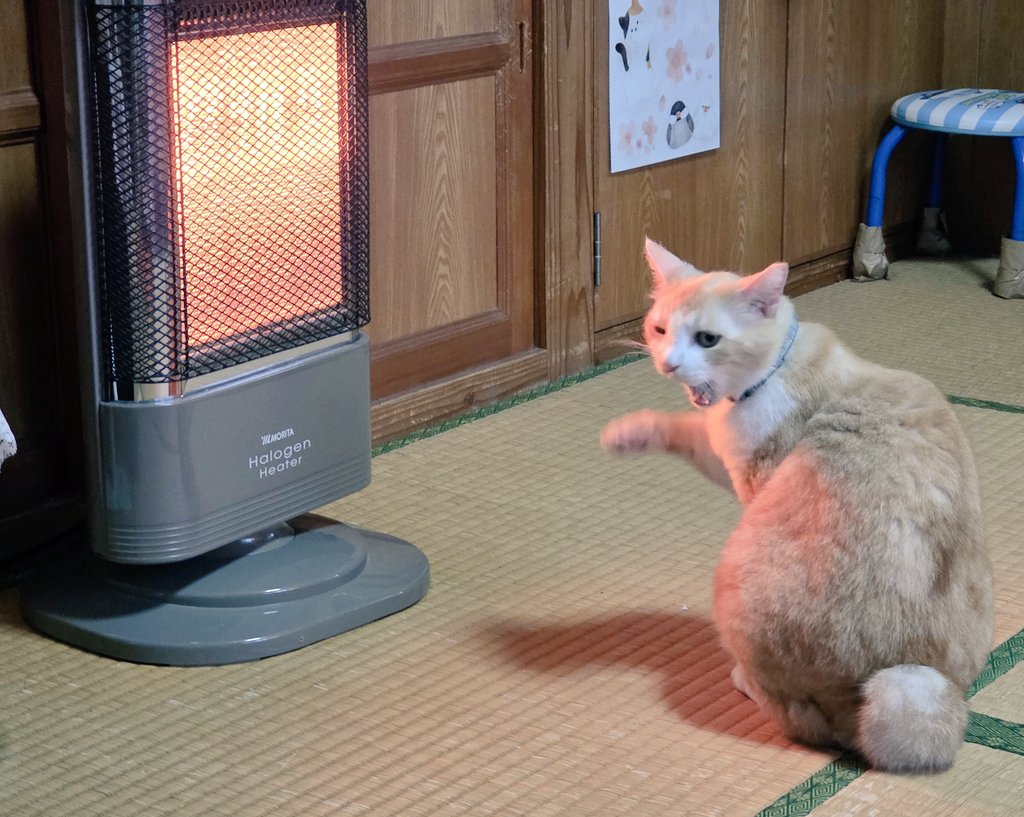ねこ好き りっちゃんの運動音痴はヤラセでした…真の姿がコチラ
