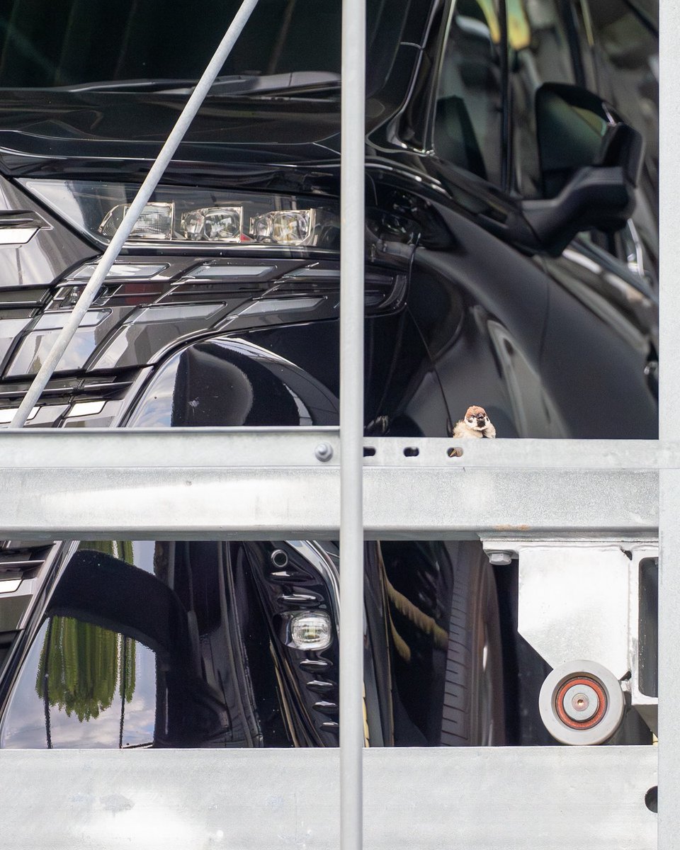 いかついな〜

車もそのオーナーも

#スズメ目線
#スズメ