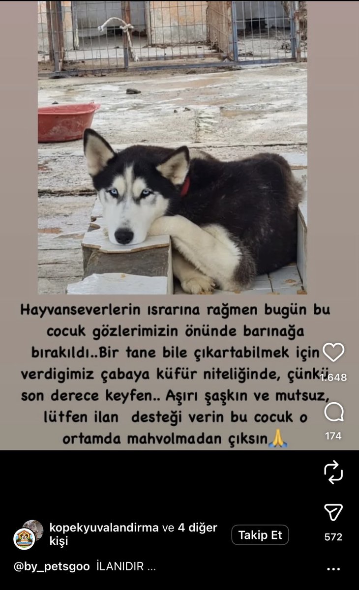 cansu şimşek tweet media