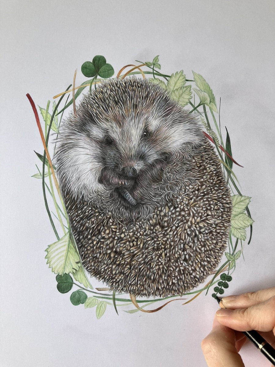 studio22artz's tweet image. Morning all. I’m trying hard to work on a few more drawings today. Seeing if I can finish this little ball of loveliness. #art #drawing #hedgehog