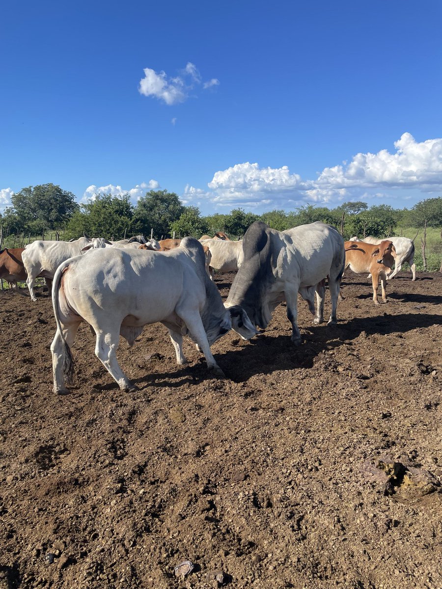 Kumbuka kuwa na eneo la kufikishia/ kuwatenga ng'ombe wapya kwa siku 14 kabla hujawachanganya.

Kwa siku 14 utawatibu kila kitu na kuwalisha malisho yako ili wayazoee kabla yakuwekwa kwenye kundi zima