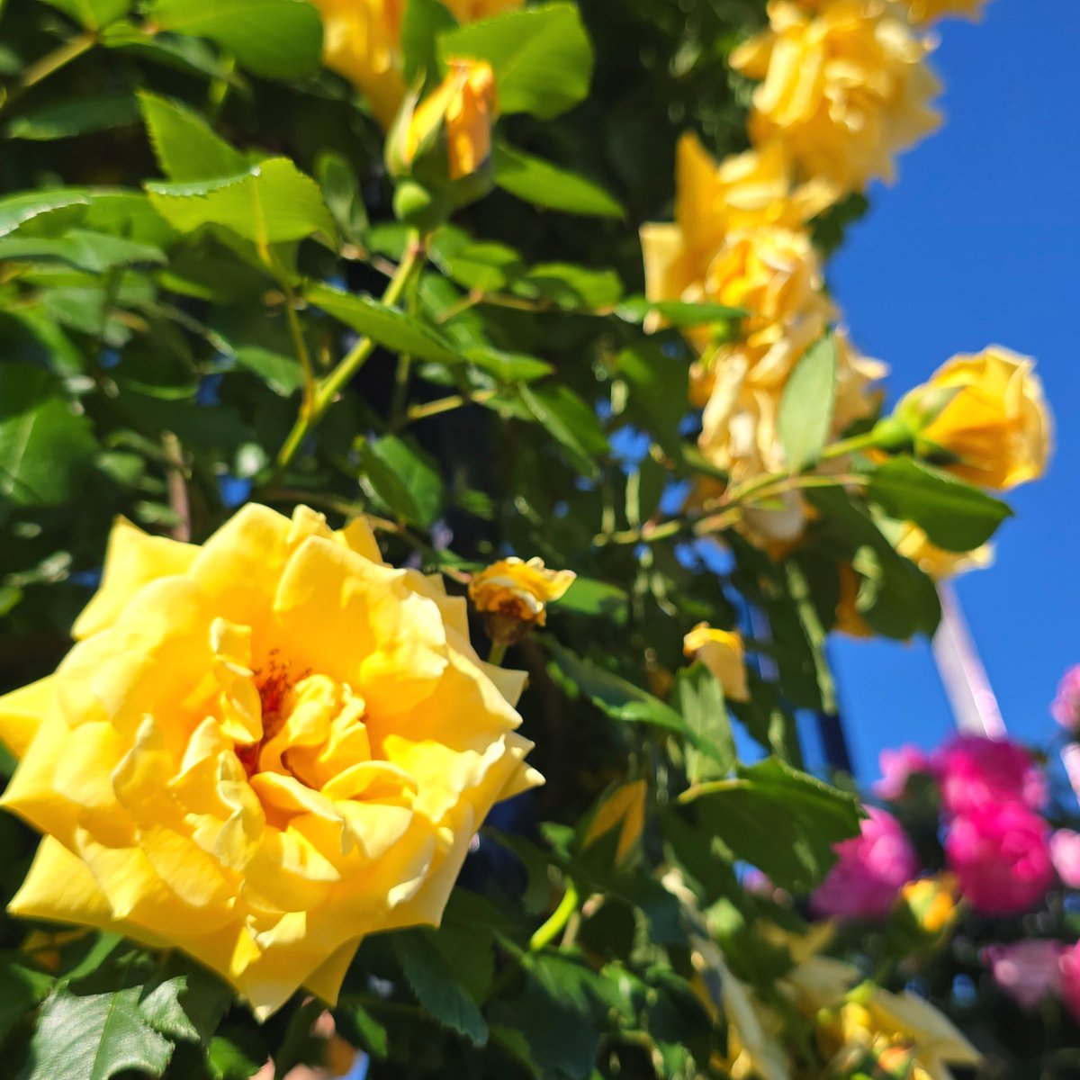 バラも綺麗に咲いてたけど、バラ園の満開はもう少し先かな🌹