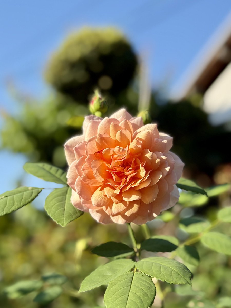 丈の伸びてきた雑草を家庭用のちっこい草刈機でハネてたら、切れ味の悪くなった刃のせいでヨモギやスギナやドクダミの青汁を結構浴びたみたいで、身体が漢方薬の匂いになってしまった／(-_-)＼のでピキャッシュもやってからシャワー浴びてきました🚿

ザ・ナイト(親)とプロスペロー(子)