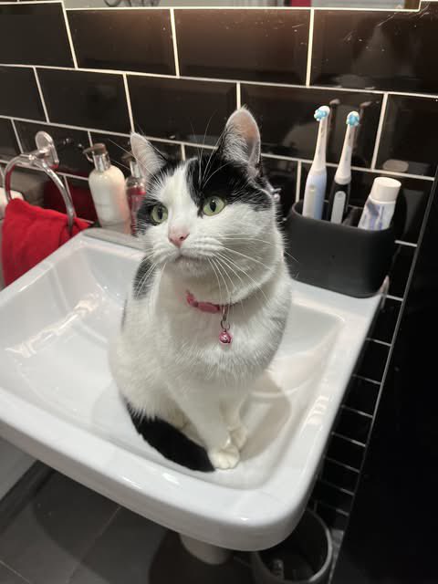 Help2Rehome Scotland tweet media