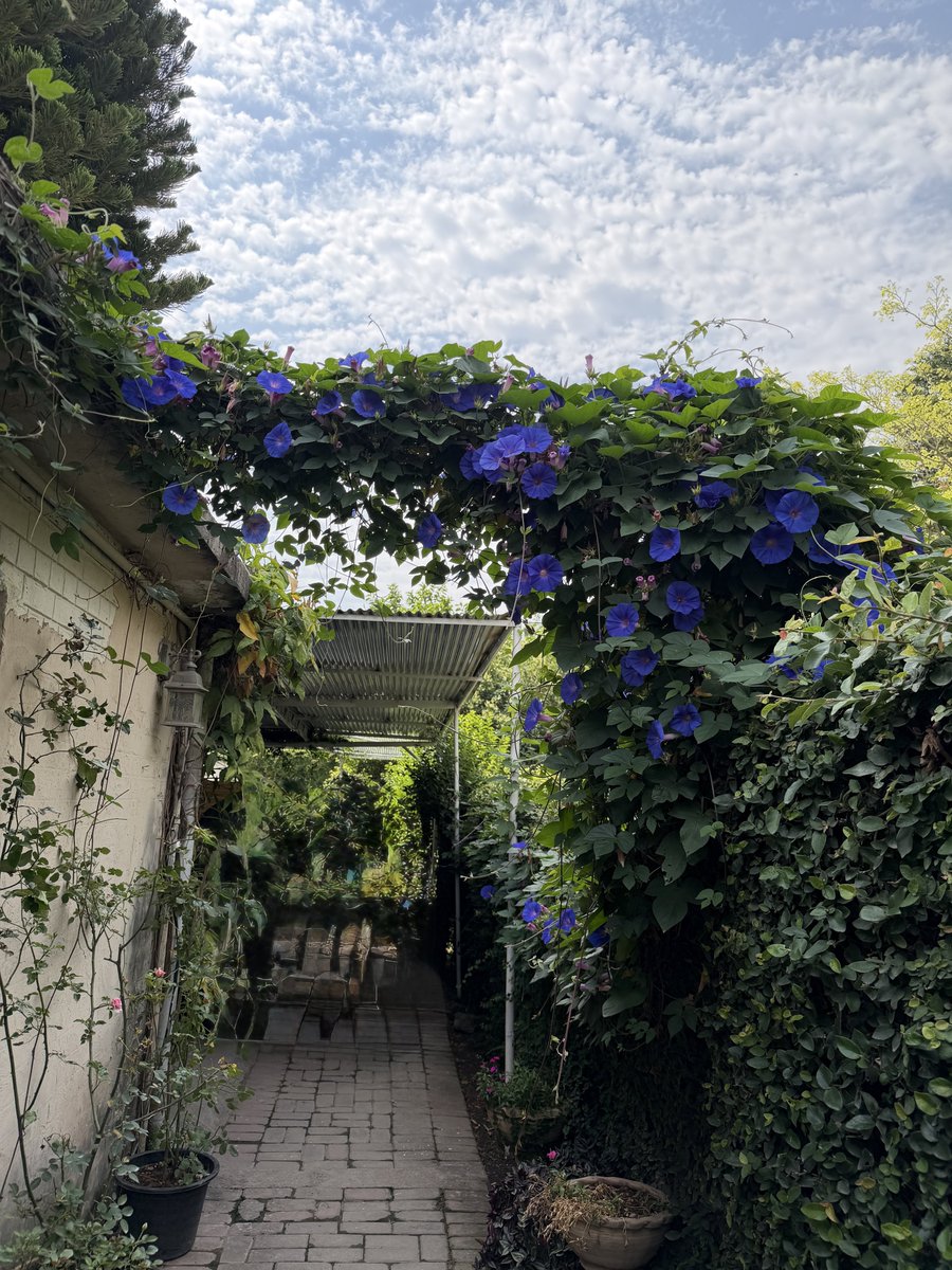 prideinservice's tweet image. The bloom today in morning. Really made my day. 
#FlowersOnTuesday #Garden #Islamabad #Pakistan