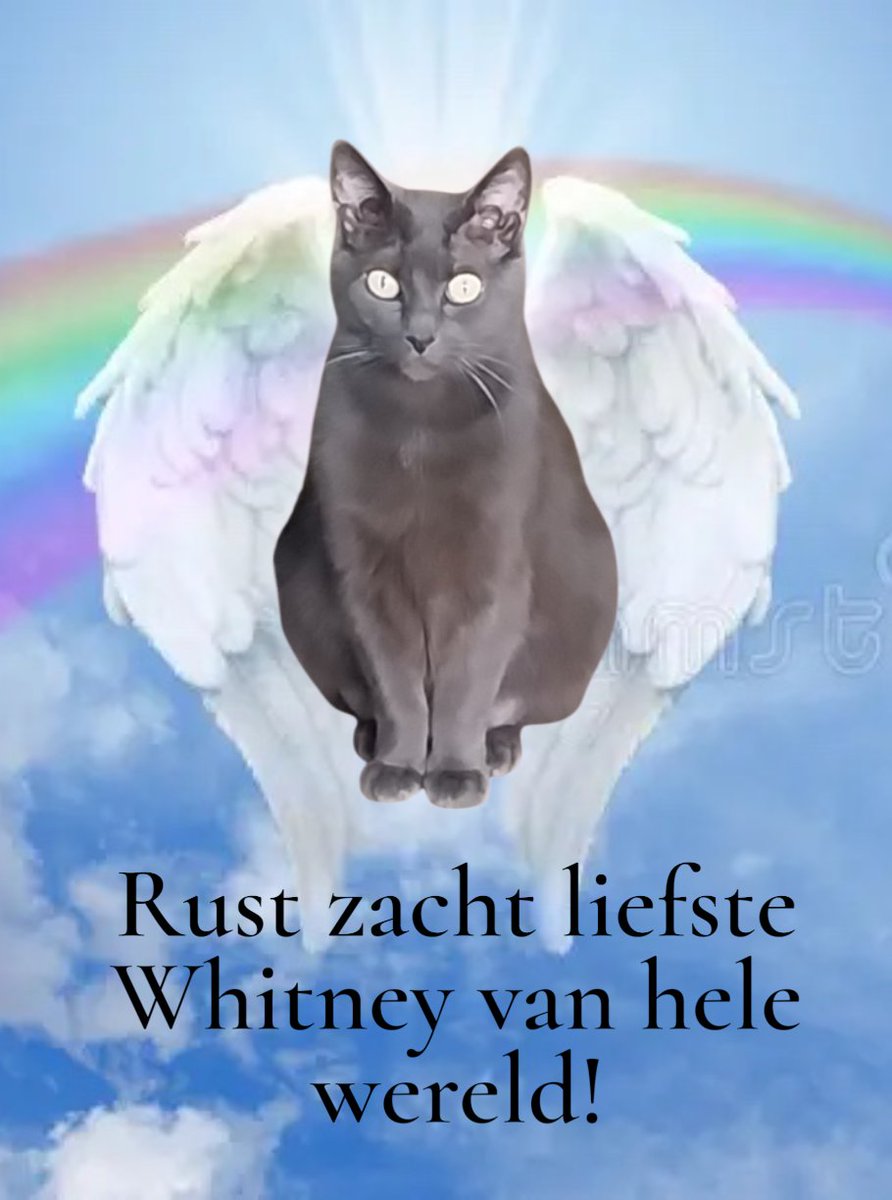 Sjako den Aap 🐵 Mischa 🌈 Toulouse🌈 T. Beer🌈 tweet media