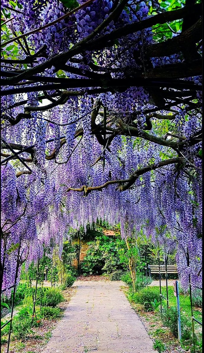 Battagliart's tweet image. 💕 Another beautiful sunny morning 🌞 . . . &amp;amp; the wisteria is looking spectacular everywhere this year ( the spring weather has been so lovely &amp;amp; mild here in this corner of Essex ) 💕 
#wisteria #sinensis #flowers #colours #gardens #spring #May #weather #Essex