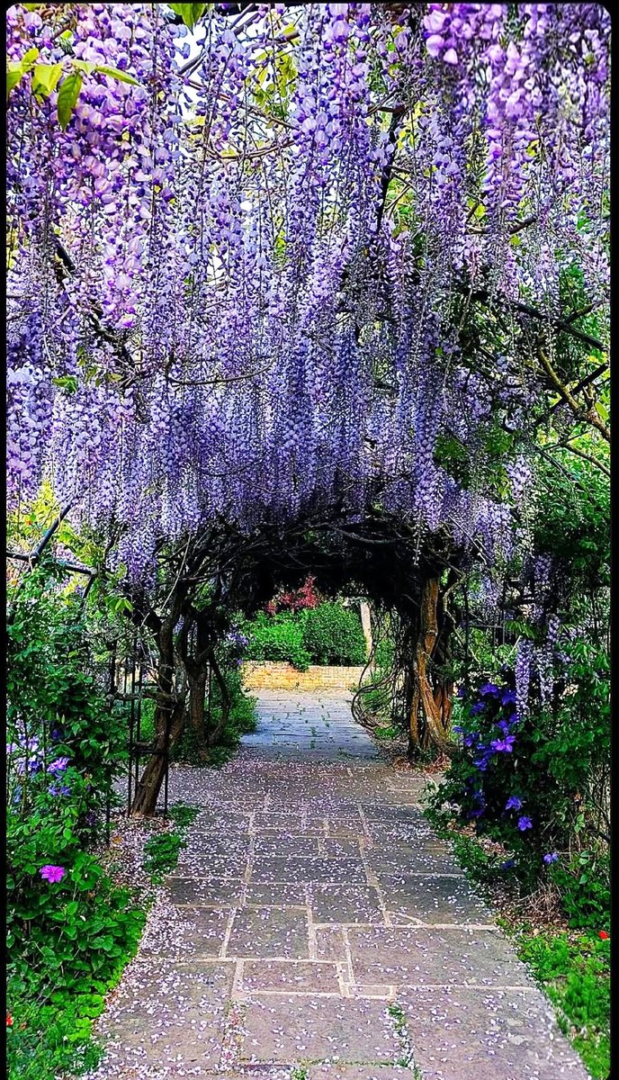 Battagliart's tweet image. 💕 Another beautiful sunny morning 🌞 . . . &amp;amp; the wisteria is looking spectacular everywhere this year ( the spring weather has been so lovely &amp;amp; mild here in this corner of Essex ) 💕 
#wisteria #sinensis #flowers #colours #gardens #spring #May #weather #Essex