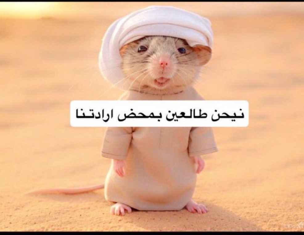 PeaceMan ✪ tweet media
