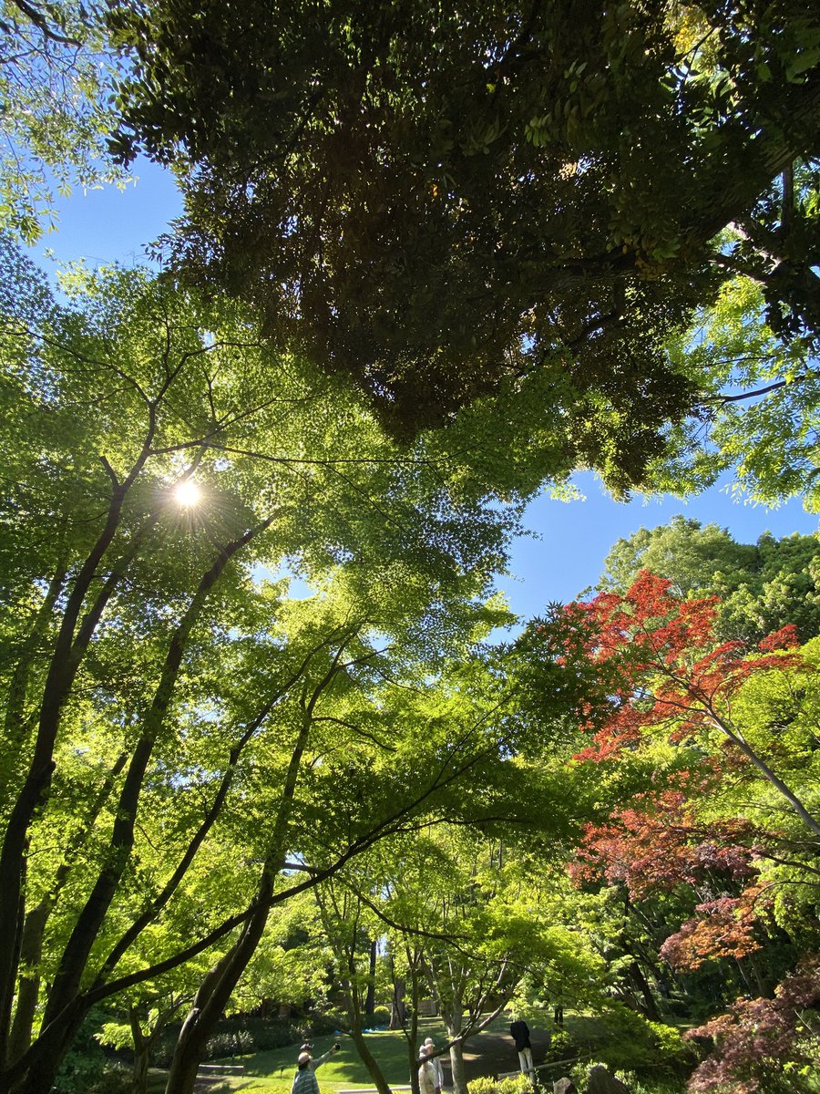 MocaMocoMoco's tweet photo. ふらっと新緑の大田黒公園へ。 https://t.co/snRYiY82Te