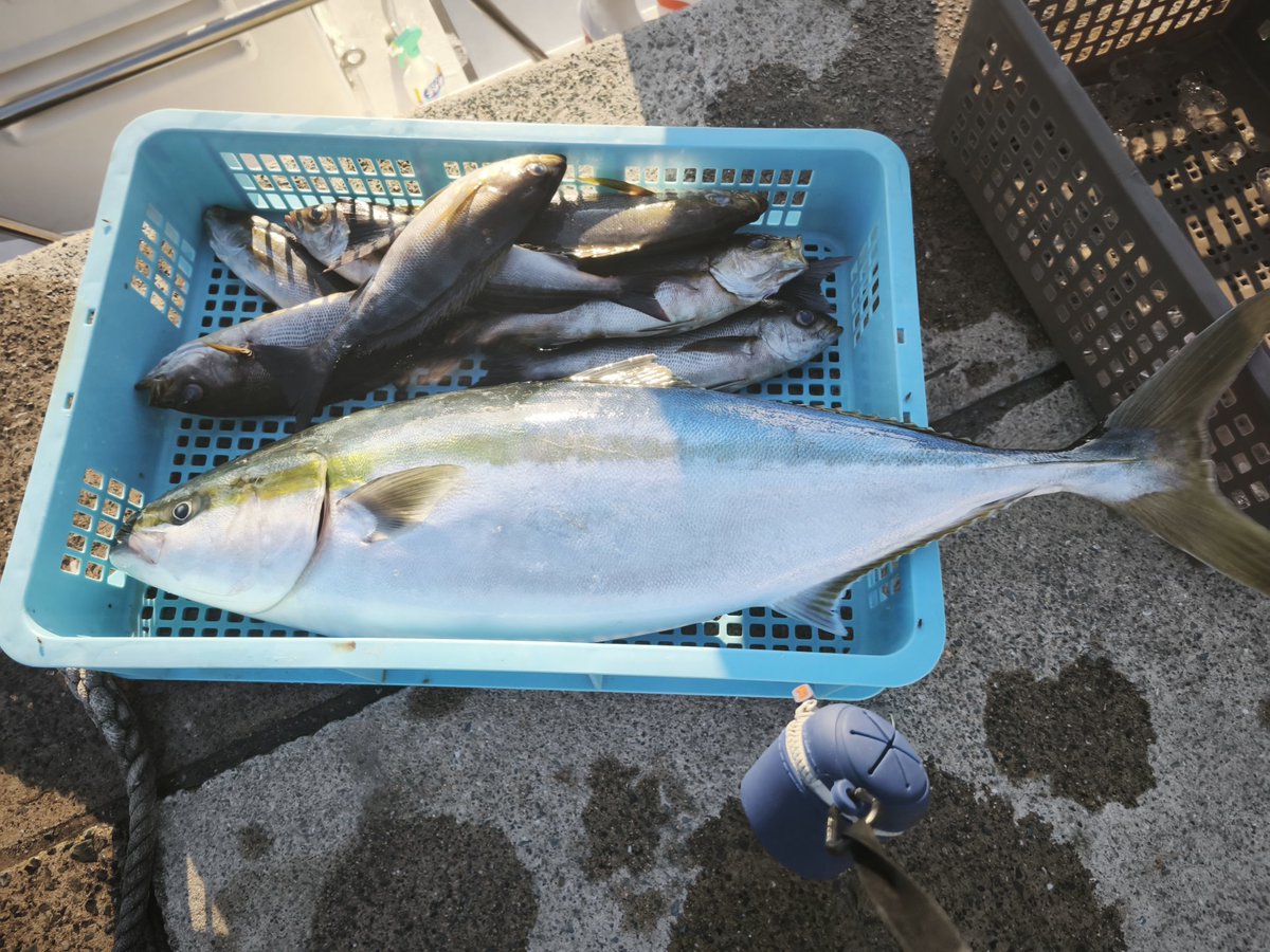 bahiken's tweet photo. 本日の釣果
ブリには数センチ足りないけど結構メタボ
それと120gTGベイトにくっそアタックしてきたイサキ https://t.co/1HfearjX0c