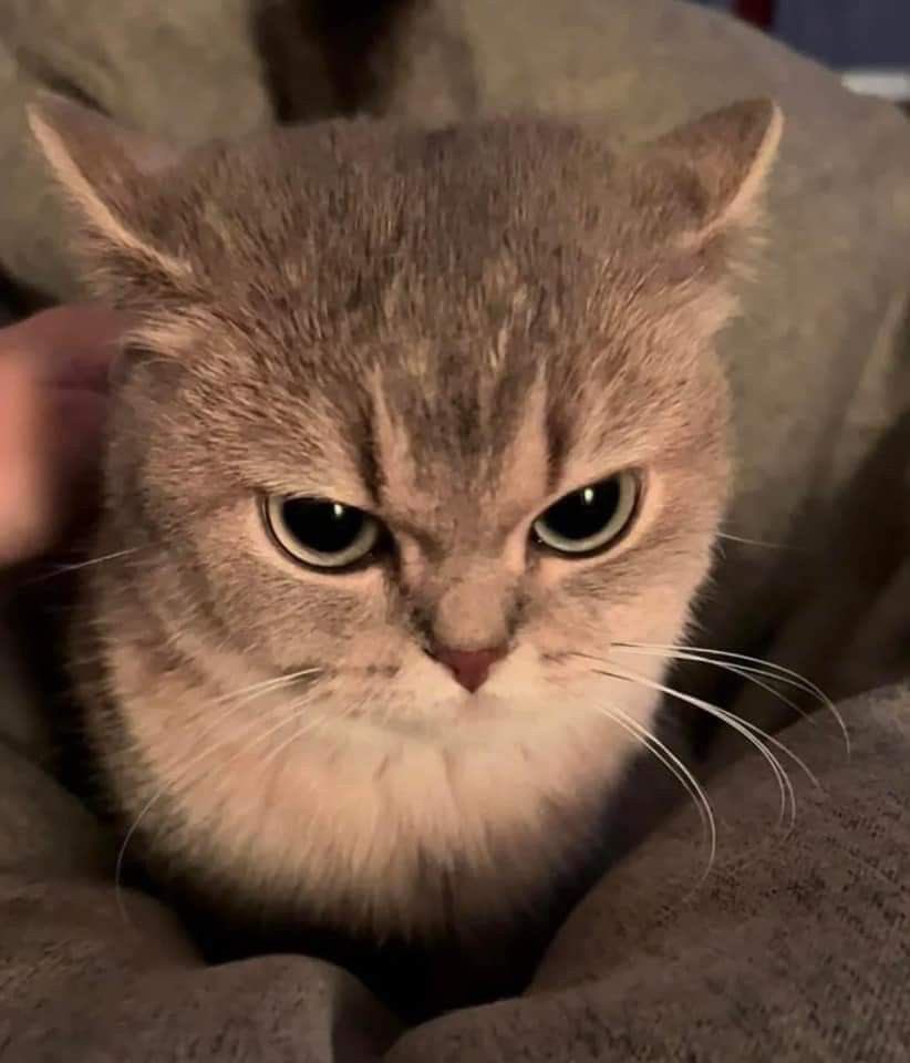 Axtycx's tweet photo. ITS TUESDAY AINT IT! Another wonderful Tuesday. Not even halfway through the week big sadge but HAVE A GREAT DAY STARS AND ENJOY MORE CAT MEMES✨ https://t.co/fYaaKtmDiP
