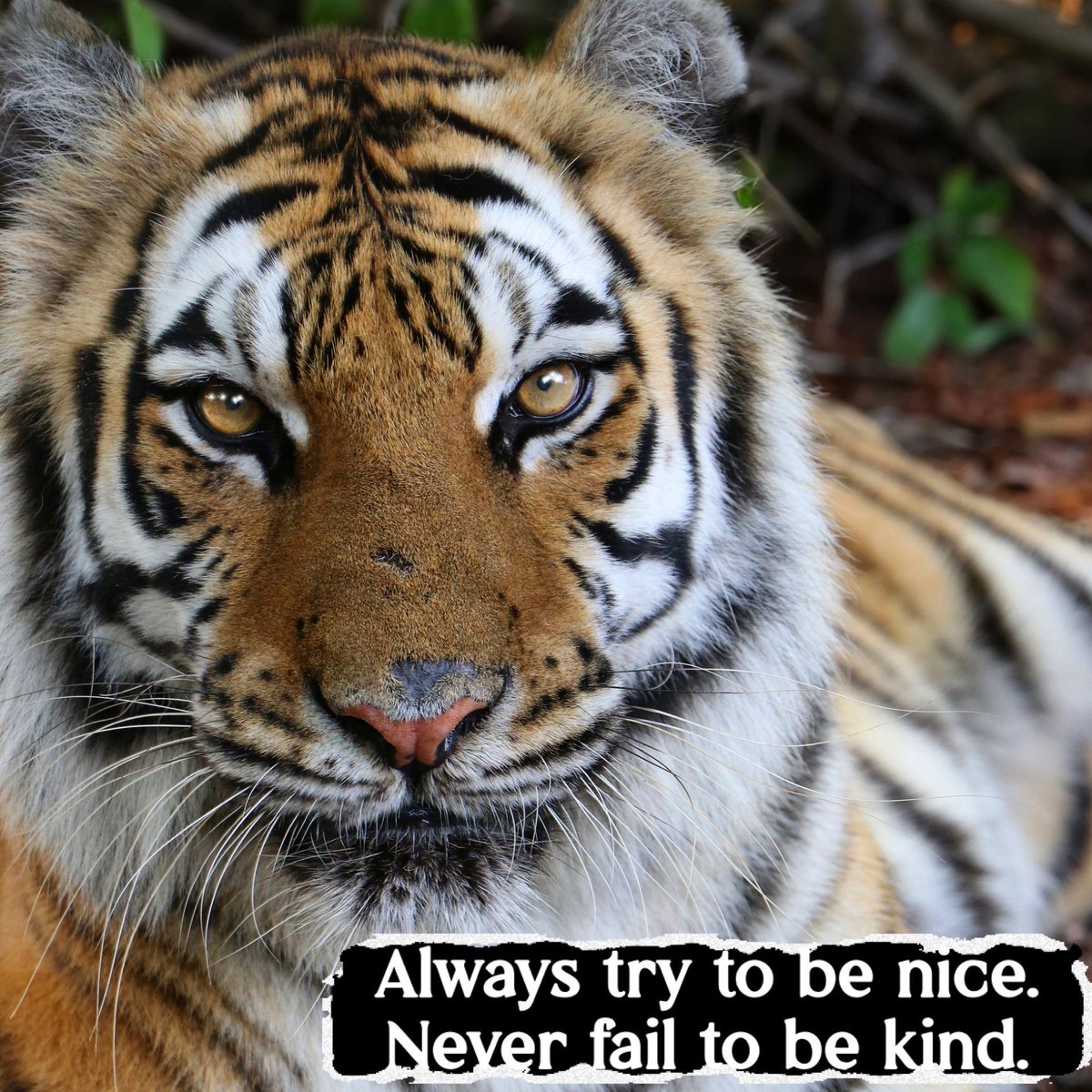 BigCatRescue's tweet photo. “Always try to be nice. Never fail to be kind.”
#AriaTiger #BigCatRescue #Tiger #Kindness #Nice #KindnessMatters #Tuesday #Quotes https://t.co/e7FSAUz518