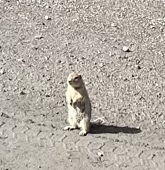 katelutter's tweet photo. Theo, the gangster cat, wants to see grizzlies and wolves. Will he be content to watch the tiny Arctic ground squirrels when visiting Denali National Park? Hot Blogging with Chuck https://t.co/j2HfvtB785 https://t.co/YNB5PONA0q