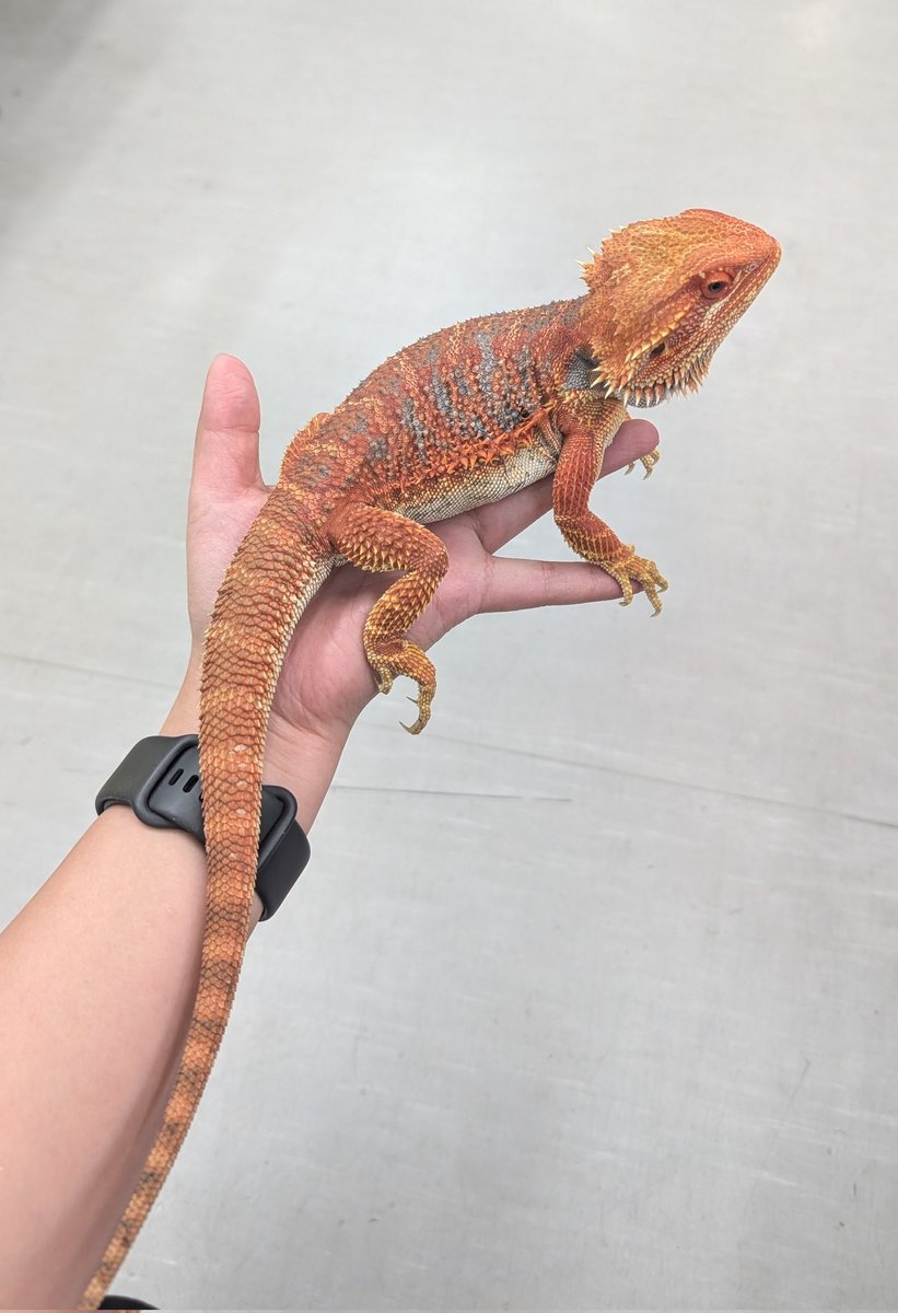 バケタンブログ　ドラゴニット　後藤彩色所ver Yahoo!オークション - ドラゴニット バケタンブログ ねんね バケタン1