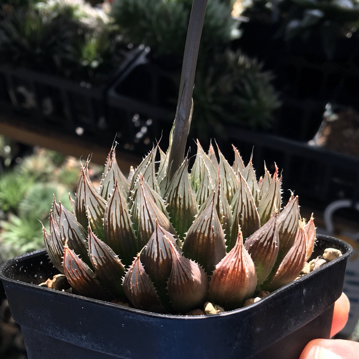 今年は種採りたい

Haworthia sabrina n.n., IB13664, N10 at Boesmansrivier, S of Carmel

それと今年こそは植え替える
痩せて散らかった姿が痛ましい。

65の方欲しくてまだ探してるけど、ほんと一切見かけないね

#IB13664 #サブリナ #Haworthia #ハオルチア #多肉植物