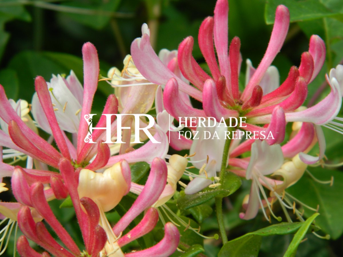 HerdadeFozdaRep's tweet image. Explore the Exclusive Surrounding 

HerdadeFozDaRepresa.com 

#flowers #Alentejo