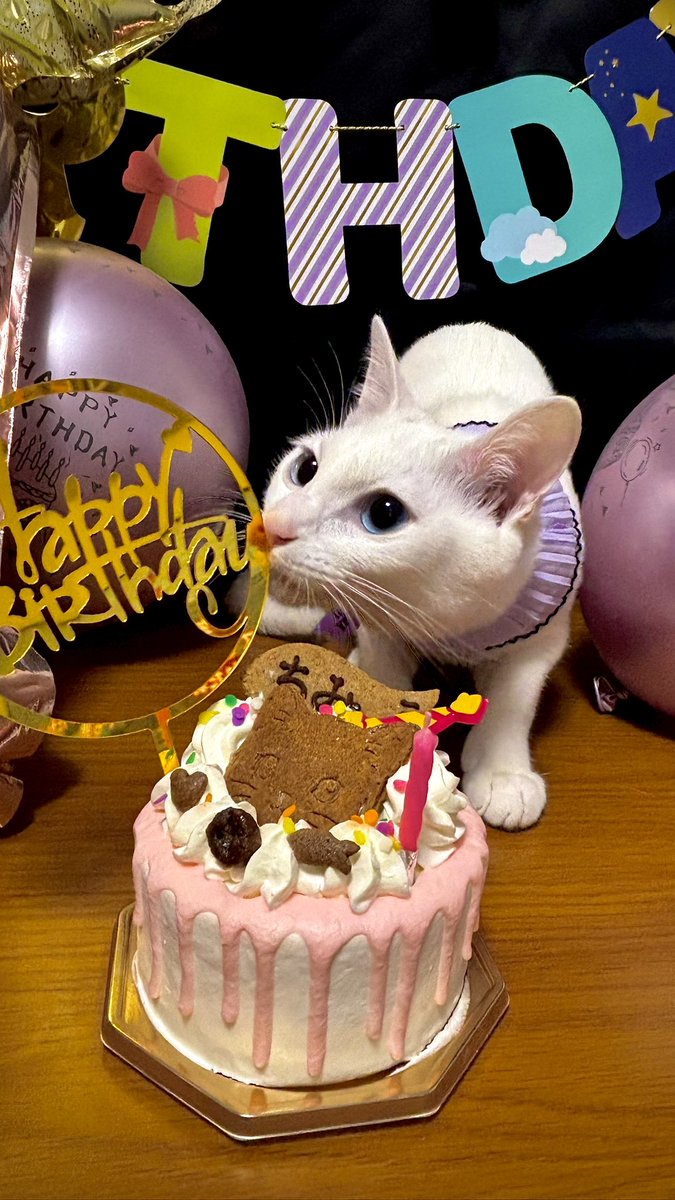 nya_n0505's tweet photo. 🎂5/5🎂祝㊗️1歳㊗️
私が決めた誕生日だけどね🎉
私のところに来てくれてありがとう🤗
幸せな１年にしようね✨
#猫　#猫がいる幸せ https://t.co/WX92CAkeRG