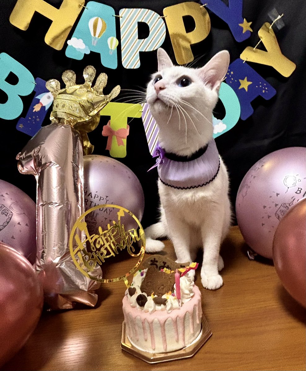 nya_n0505's tweet photo. 🎂5/5🎂祝㊗️1歳㊗️
私が決めた誕生日だけどね🎉
私のところに来てくれてありがとう🤗
幸せな１年にしようね✨
#猫　#猫がいる幸せ https://t.co/WX92CAkeRG