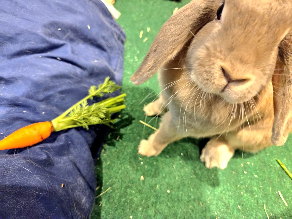 oda_sb69's tweet photo. そして、今日はなんといっても我が家の🐰もこちゃん🐰の1歳のお誕生日だよ！！！！！おめでとう！！！！！！
https://t.co/Zb3sWdHhd8ほしいものリスト晒しとく https://t.co/mOwyOtxmJr