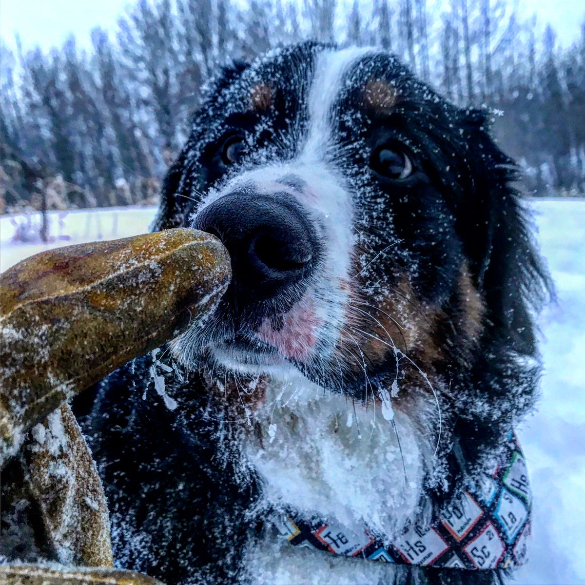 bunsenbernerbmd's tweet photo. 📣 BREAKING NEWS 📣
DOGS ARE STILL GOOD https://t.co/YaS83Sw8ll