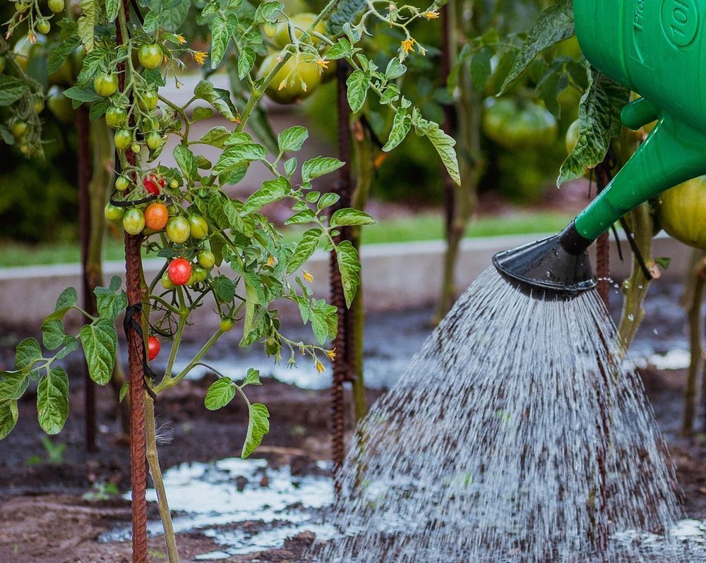 veg_plotter's tweet photo. Deep water your veggies in the heat! π± It builds strong, deep roots, making plants resilient. Tomatoes, squash, and peppers especially thrive with this method. Less wilting, more harvest! #DeepWatering #GardenTips #Heatwave #vegplotter #gardenplanner #squarefootgardening https://t.co/OEjh1fagoW