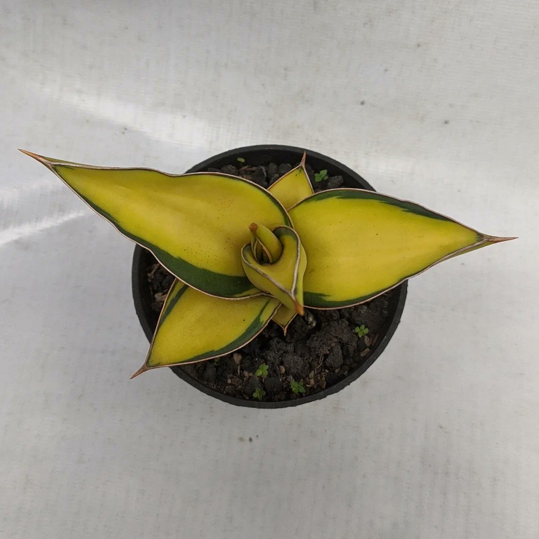 Ga semua lidah mertua itu panjang2... 
🌵Sansevieria robusta varigata
