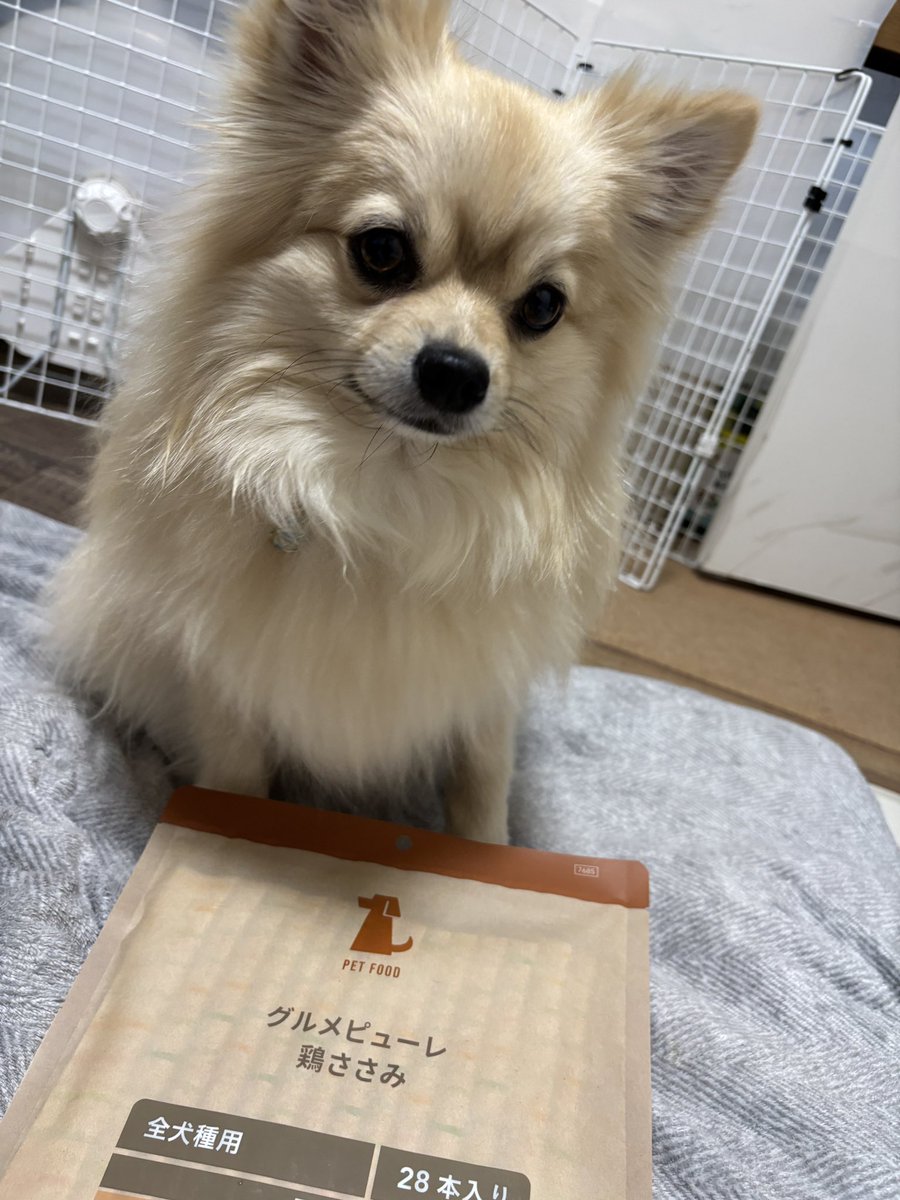 ほぼポメラニアンのおこげ tweet media