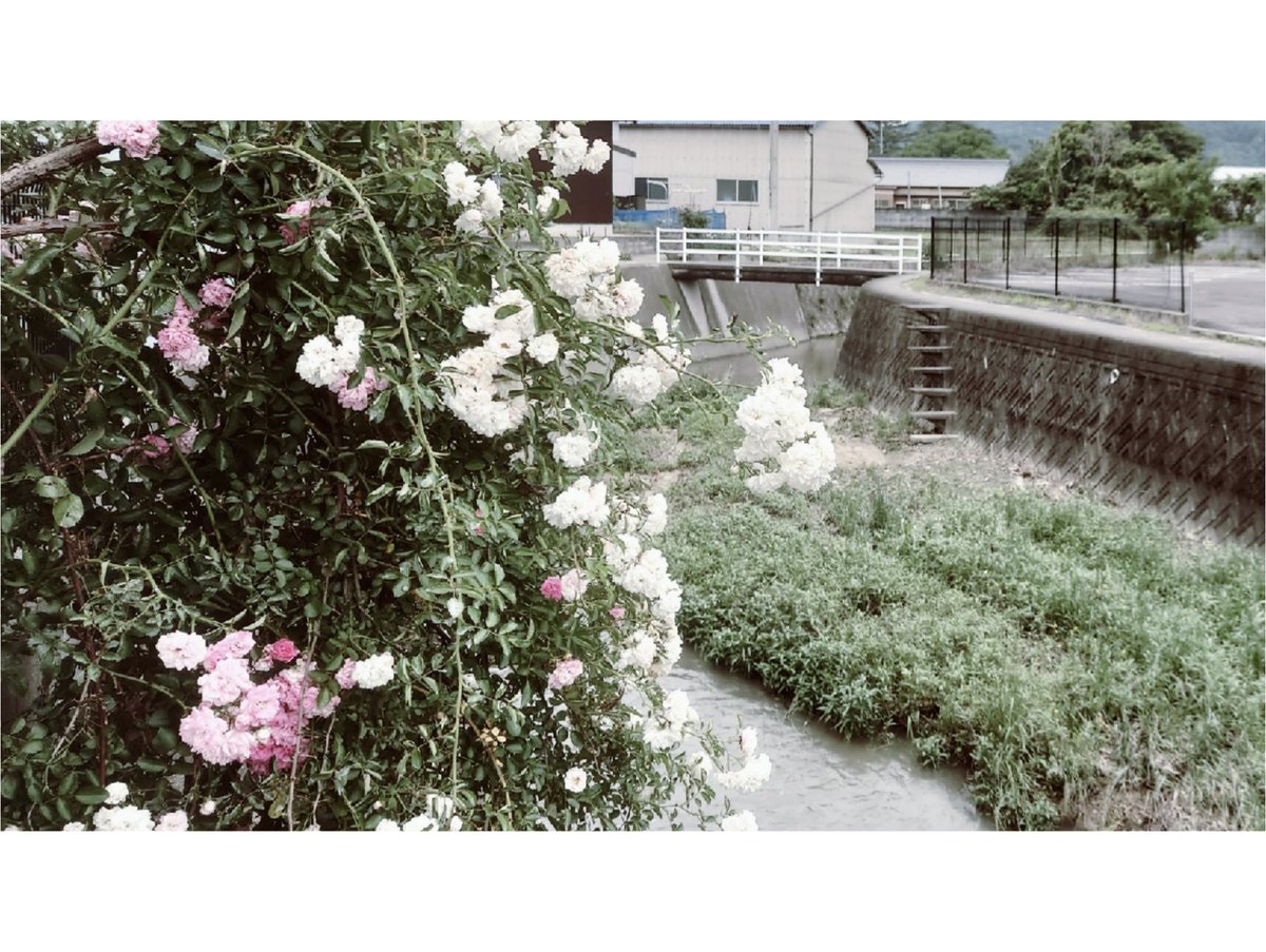 信子｡ tweet media